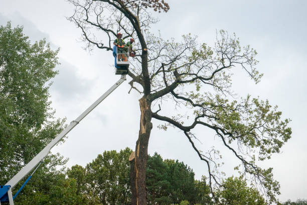 Best Stump Grinding and Removal  in Cataula, GA