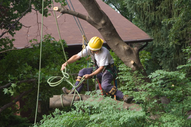 Leaf Removal in Cataula, GA