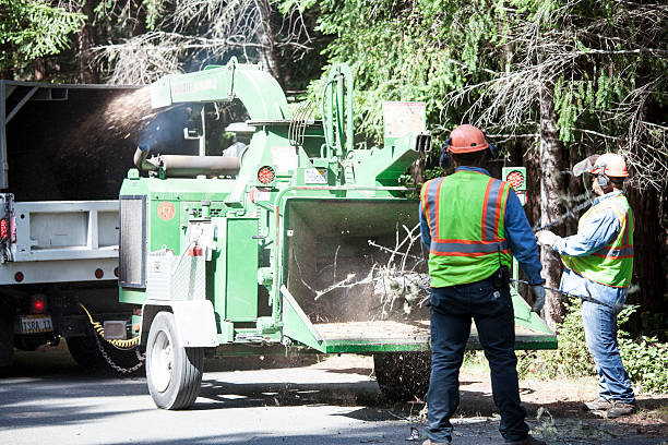 Trusted Cataula, GA Tree Removal Services Experts