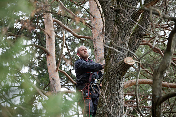 Best Residential Tree Removal  in Cataula, GA