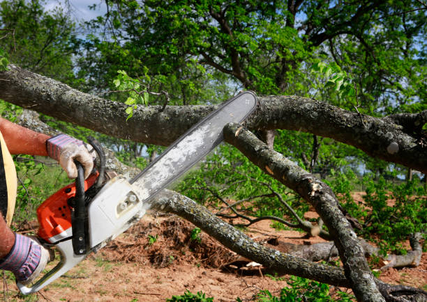 Best Leaf Removal  in Cataula, GA